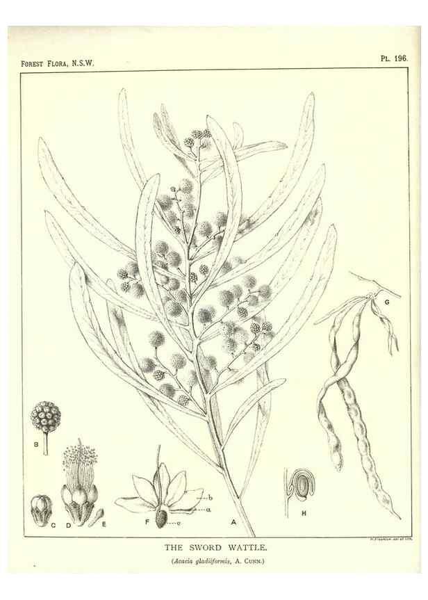Reproducción/Reproduction 46930637191: The forest flora of New South Wales /. Sydney :W. A. Gullick,1902-1925.. 