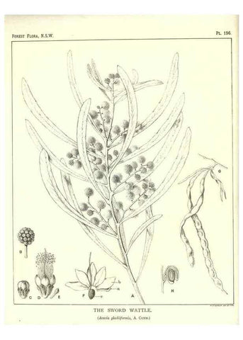 Reproducción/Reproduction 46930637191: The forest flora of New South Wales /. Sydney :W. A. Gullick,1902-1925.. 
