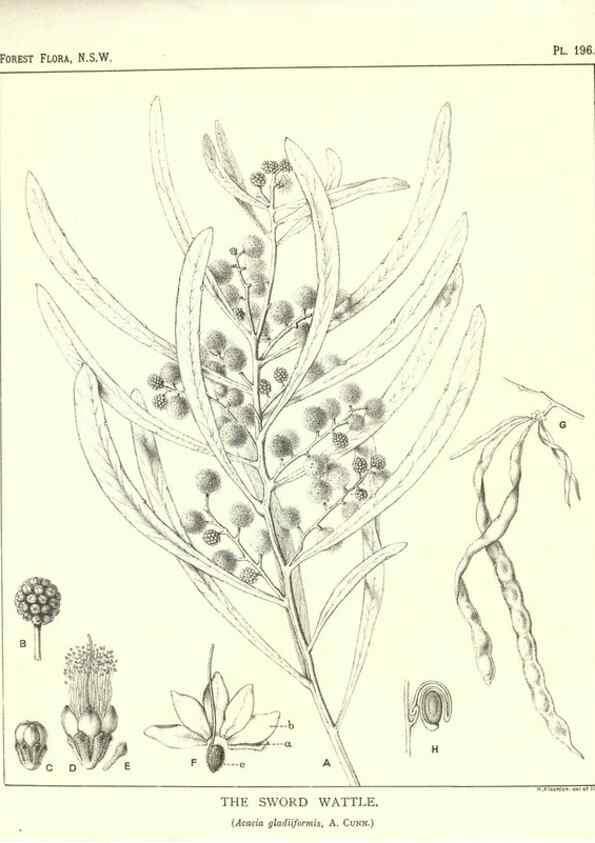 Reproducción/Reproduction 46930637191: The forest flora of New South Wales /. Sydney :W. A. Gullick,1902-1925.. 