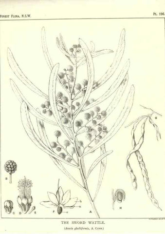 Reproducción/Reproduction 46930637191: The forest flora of New South Wales /. Sydney :W. A. Gullick,1902-1925.. 
