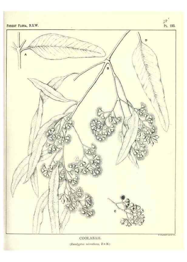 Reproducción/Reproduction 46016605035: The forest flora of New South Wales /. Sydney :W. A. Gullick,1902-1925.. 