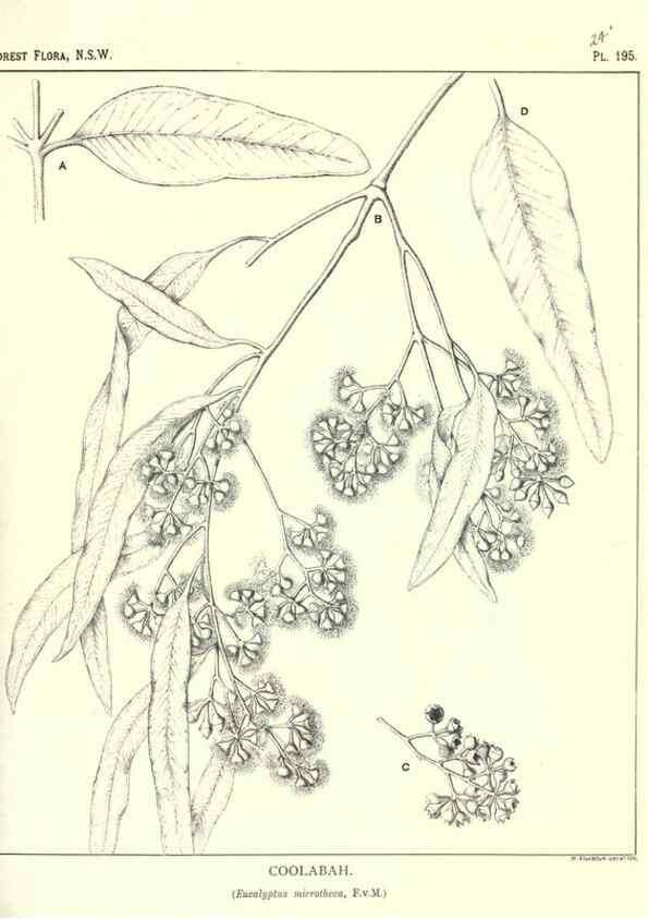 Reproducción/Reproduction 46016605035: The forest flora of New South Wales /. Sydney :W. A. Gullick,1902-1925.. 