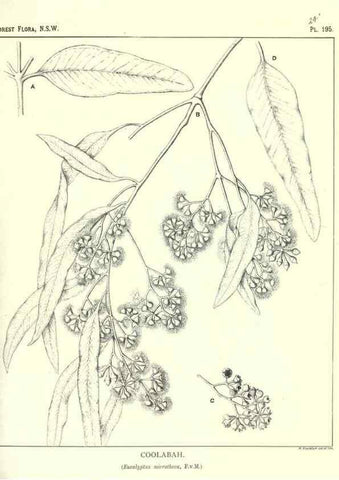Reproducción/Reproduction 46016605035: The forest flora of New South Wales /. Sydney :W. A. Gullick,1902-1925.. 
