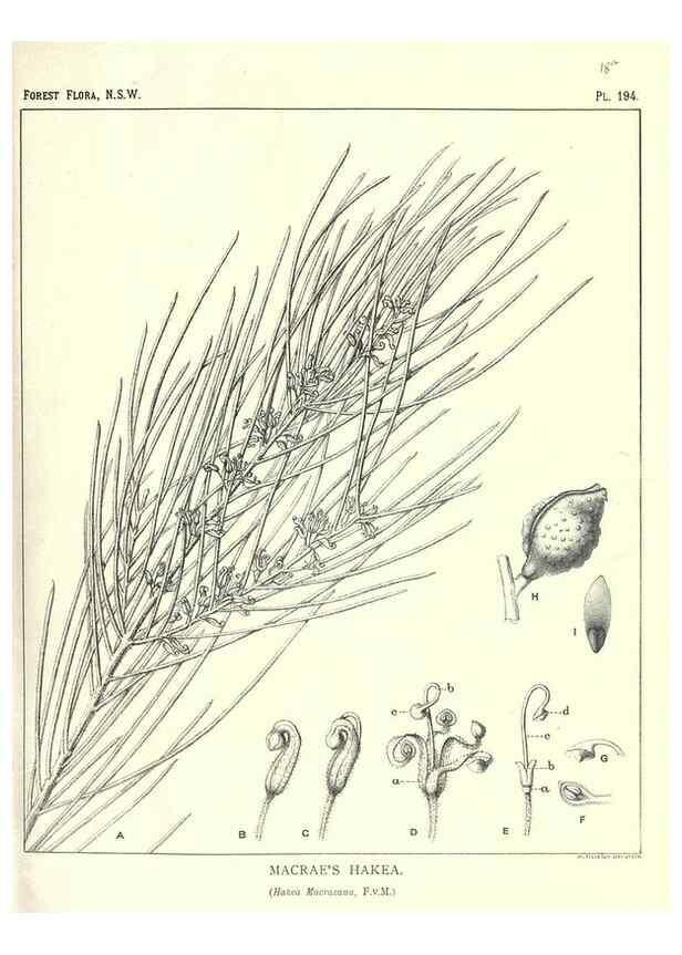 Reproducción/Reproduction 46205947044: The forest flora of New South Wales /. Sydney :W. A. Gullick,1902-1925.. 