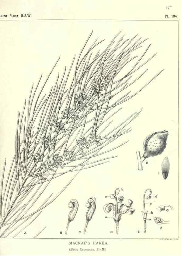 Reproducción/Reproduction 46205947044: The forest flora of New South Wales /. Sydney :W. A. Gullick,1902-1925.. 