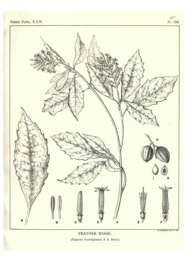 Reproducción/Reproduction 39966152933: The forest flora of New South Wales /. Sydney :W. A. Gullick,1902-1925.. 