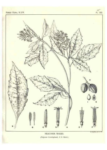 Reproducción/Reproduction 39966152933: The forest flora of New South Wales /. Sydney :W. A. Gullick,1902-1925.. 