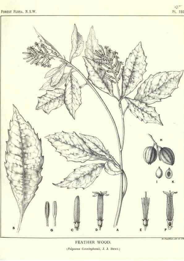 Reproducción/Reproduction 39966152933: The forest flora of New South Wales /. Sydney :W. A. Gullick,1902-1925.. 