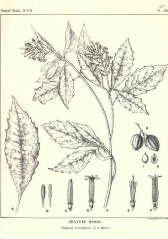 Reproducción/Reproduction 39966152933: The forest flora of New South Wales /. Sydney :W. A. Gullick,1902-1925.. 