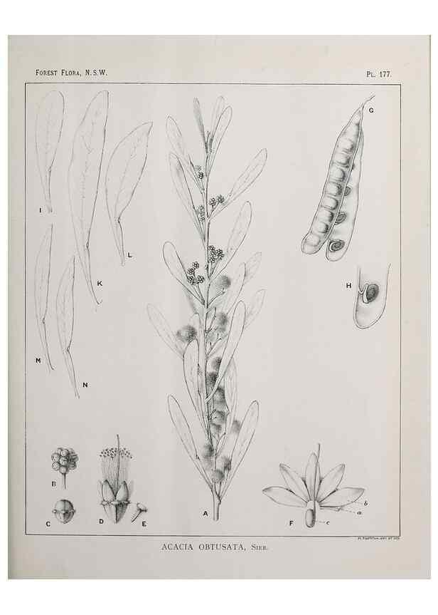 Reproducción/Reproduction 46878377252: The forest flora of New South Wales /. Sydney :W. A. Gullick,1902-1925.. 