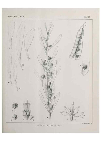 Reproducción/Reproduction 46878377252: The forest flora of New South Wales /. Sydney :W. A. Gullick,1902-1925.. 