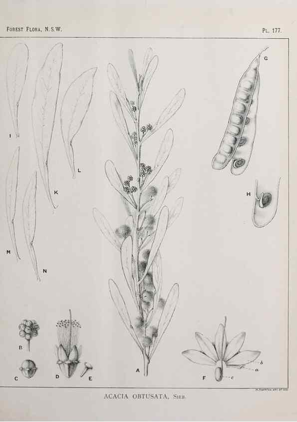 Reproducción/Reproduction 46878377252: The forest flora of New South Wales /. Sydney :W. A. Gullick,1902-1925.. 