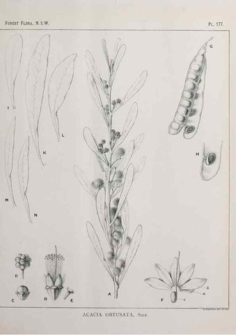 Reproducción/Reproduction 46878377252: The forest flora of New South Wales /. Sydney :W. A. Gullick,1902-1925.. 