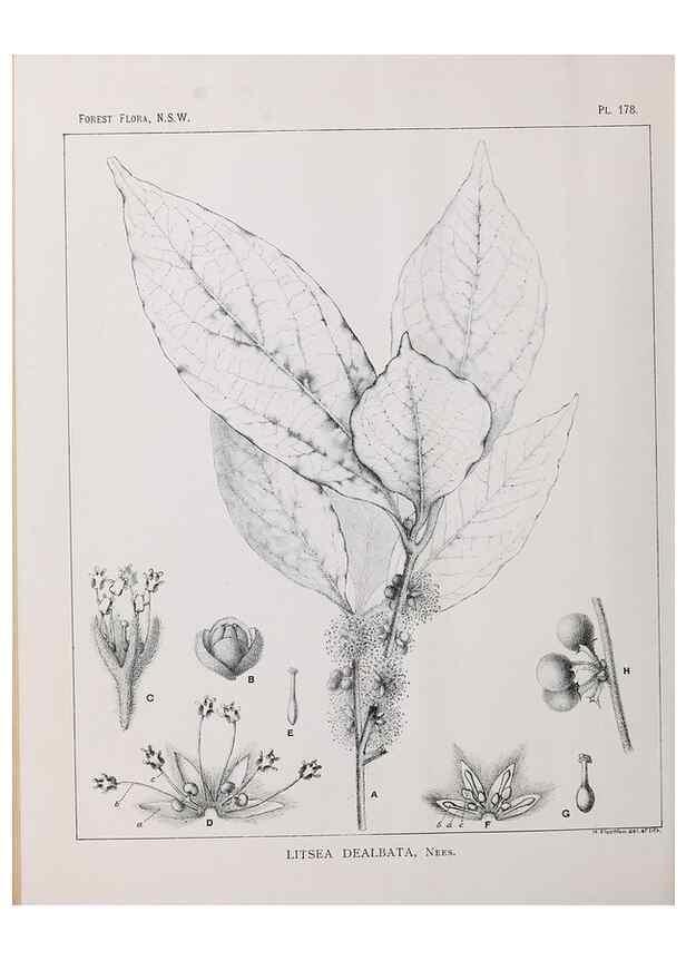 Reproducción/Reproduction 39966100683: The forest flora of New South Wales /. Sydney :W. A. Gullick,1902-1925.. 