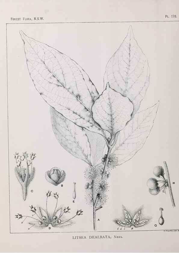 Reproducción/Reproduction 39966100683: The forest flora of New South Wales /. Sydney :W. A. Gullick,1902-1925.. 