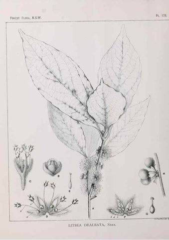 Reproducción/Reproduction 39966100683: The forest flora of New South Wales /. Sydney :W. A. Gullick,1902-1925.. 