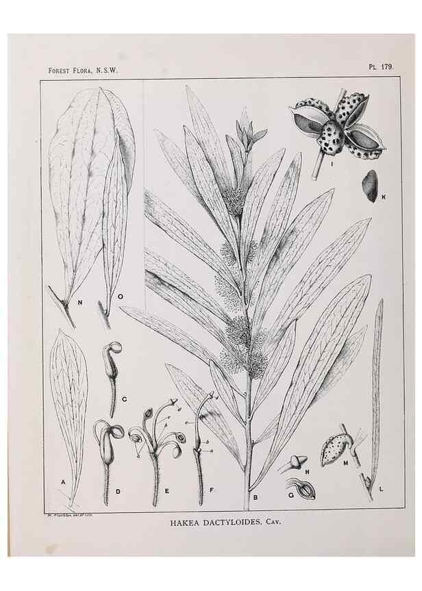 Reproducción/Reproduction 46016567585: The forest flora of New South Wales /. Sydney :W. A. Gullick,1902-1925.. 
