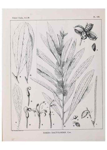 Reproducción/Reproduction 46016567585: The forest flora of New South Wales /. Sydney :W. A. Gullick,1902-1925.. 