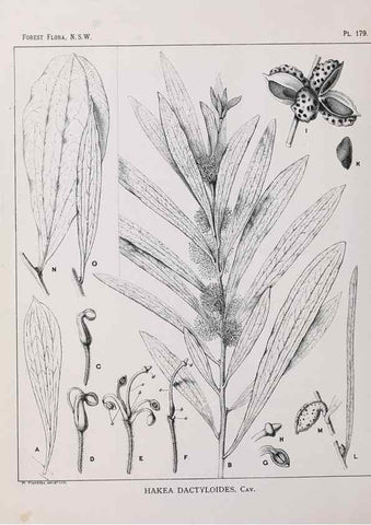 Reproducción/Reproduction 46016567585: The forest flora of New South Wales /. Sydney :W. A. Gullick,1902-1925.. 