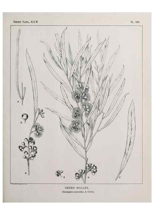 Reproducción/Reproduction 33055118578: The forest flora of New South Wales /. Sydney :W. A. Gullick,1902-1925.. 