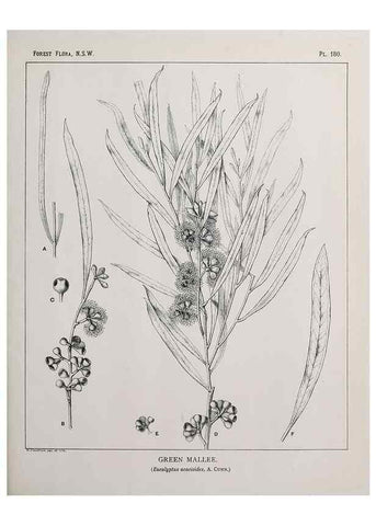 Reproducción/Reproduction 33055118578: The forest flora of New South Wales /. Sydney :W. A. Gullick,1902-1925.. 