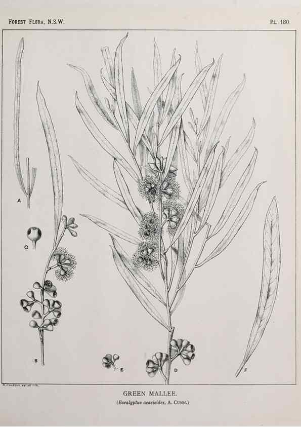 Reproducción/Reproduction 33055118578: The forest flora of New South Wales /. Sydney :W. A. Gullick,1902-1925.. 