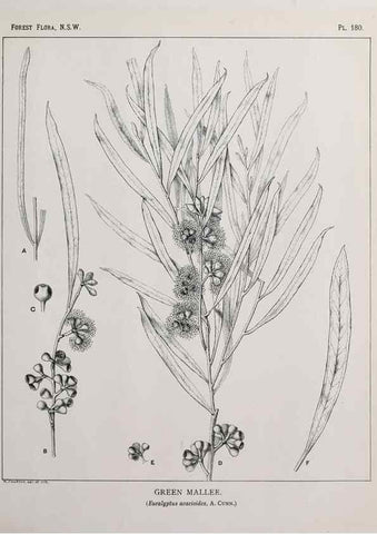 Reproducción/Reproduction 33055118578: The forest flora of New South Wales /. Sydney :W. A. Gullick,1902-1925.. 