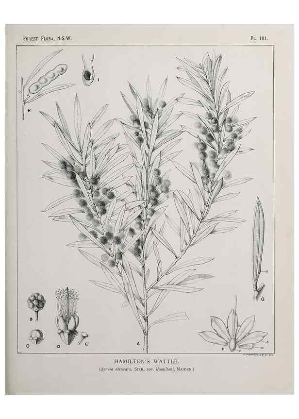 Reproducción/Reproduction 46016569195: The forest flora of New South Wales /. Sydney :W. A. Gullick,1902-1925.. 