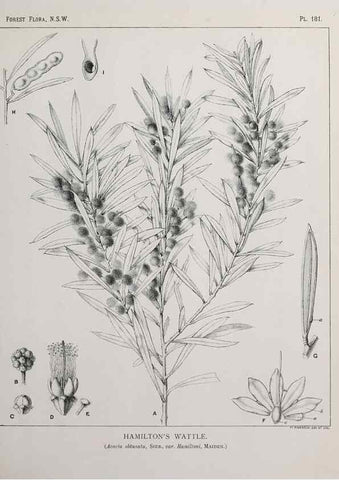 Reproducción/Reproduction 46016569195: The forest flora of New South Wales /. Sydney :W. A. Gullick,1902-1925.. 