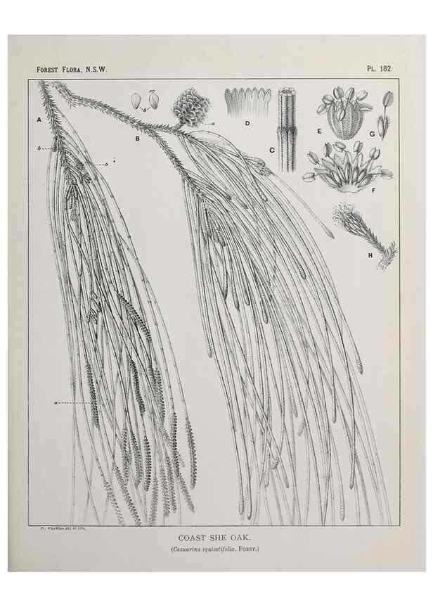 Reproducción/Reproduction 46205897164: The forest flora of New South Wales /. Sydney :W. A. Gullick,1902-1925.. 