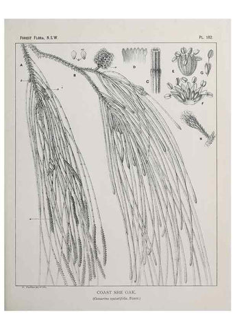 Reproducción/Reproduction 46205897164: The forest flora of New South Wales /. Sydney :W. A. Gullick,1902-1925.. 