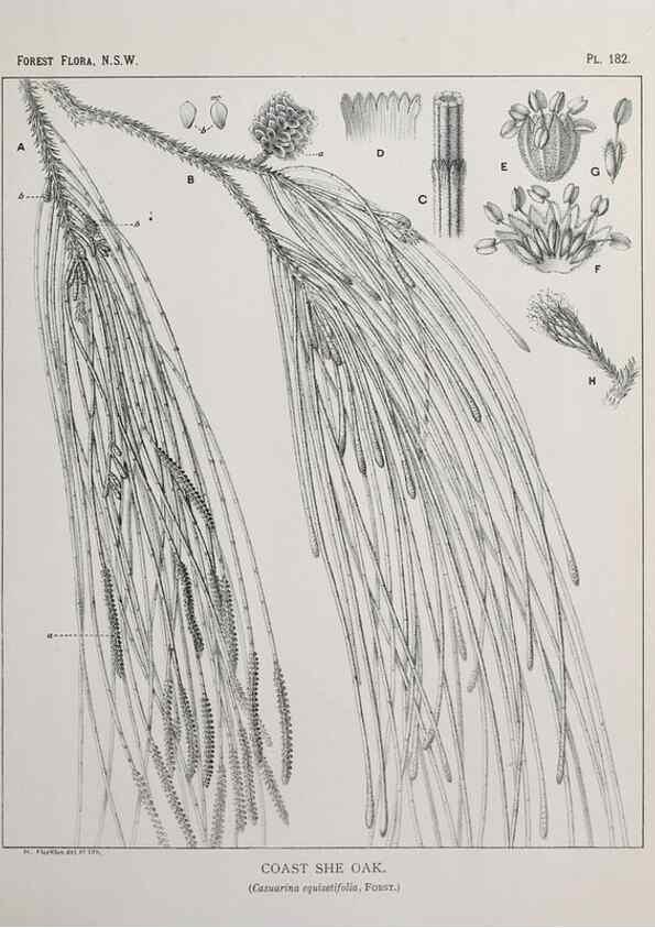 Reproducción/Reproduction 46205897164: The forest flora of New South Wales /. Sydney :W. A. Gullick,1902-1925.. 