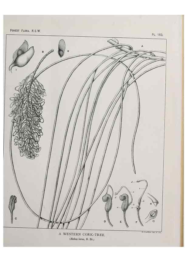 Reproducción/Reproduction 39966107533: The forest flora of New South Wales /. Sydney :W. A. Gullick,1902-1925.. 