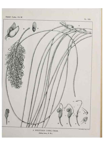 Reproducción/Reproduction 39966107533: The forest flora of New South Wales /. Sydney :W. A. Gullick,1902-1925.. 