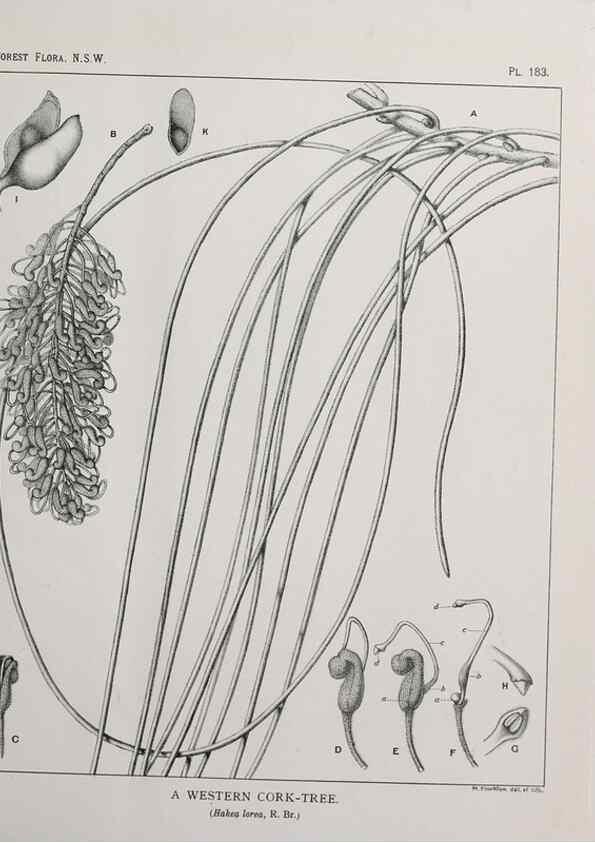 Reproducción/Reproduction 39966107533: The forest flora of New South Wales /. Sydney :W. A. Gullick,1902-1925.. 