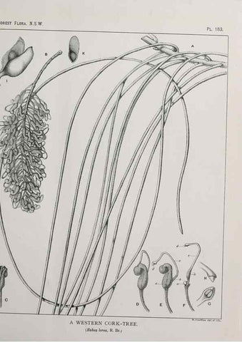 Reproducción/Reproduction 39966107533: The forest flora of New South Wales /. Sydney :W. A. Gullick,1902-1925.. 