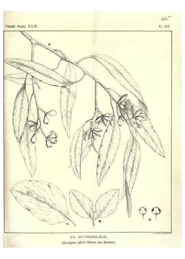 Reproducción/Reproduction 46930645161: The forest flora of New South Wales /. Sydney :W. A. Gullick,1902-1925.. 