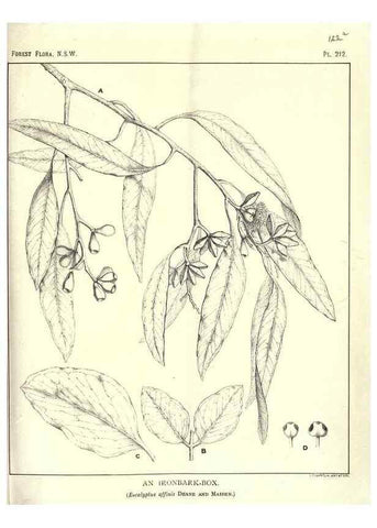 Reproducción/Reproduction 46930645161: The forest flora of New South Wales /. Sydney :W. A. Gullick,1902-1925.. 