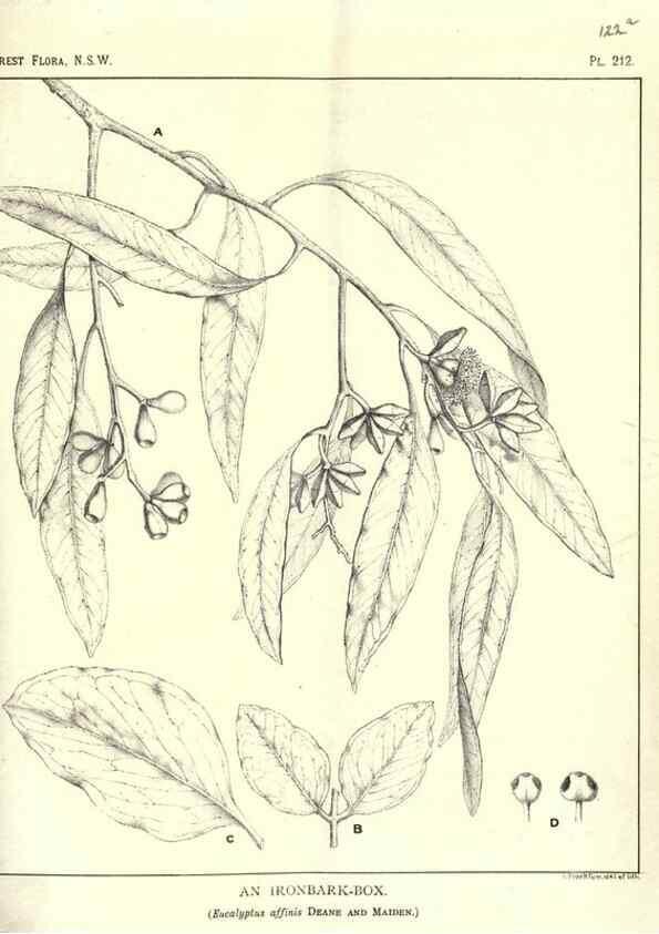Reproducción/Reproduction 46930645161: The forest flora of New South Wales /. Sydney :W. A. Gullick,1902-1925.. 