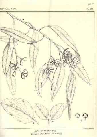 Reproducción/Reproduction 46930645161: The forest flora of New South Wales /. Sydney :W. A. Gullick,1902-1925.. 