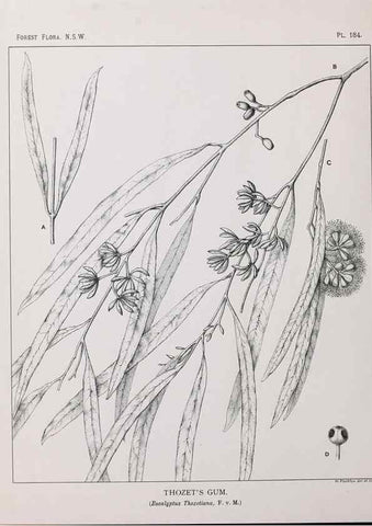 Reproducción/Reproduction 31989584407: The forest flora of New South Wales /. Sydney :W. A. Gullick,1902-1925.. 