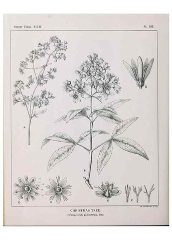 Reproducción/Reproduction 39966111193: The forest flora of New South Wales /. Sydney :W. A. Gullick,1902-1925.. 
