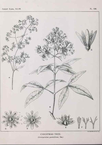 Reproducción/Reproduction 39966111193: The forest flora of New South Wales /. Sydney :W. A. Gullick,1902-1925.. 