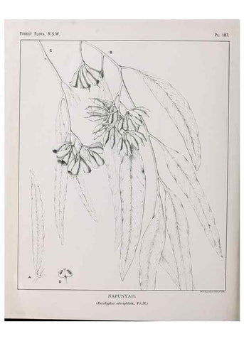 Reproducción/Reproduction 46205901784: The forest flora of New South Wales /. Sydney :W. A. Gullick,1902-1925.. 