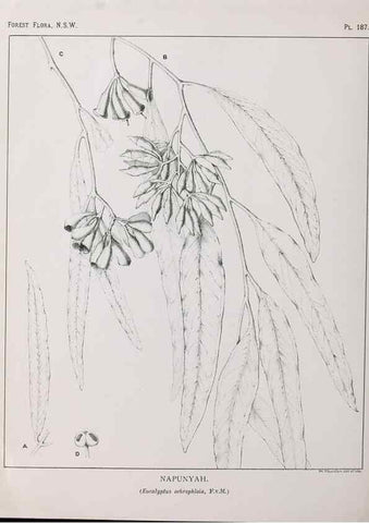 Reproducción/Reproduction 46205901784: The forest flora of New South Wales /. Sydney :W. A. Gullick,1902-1925.. 