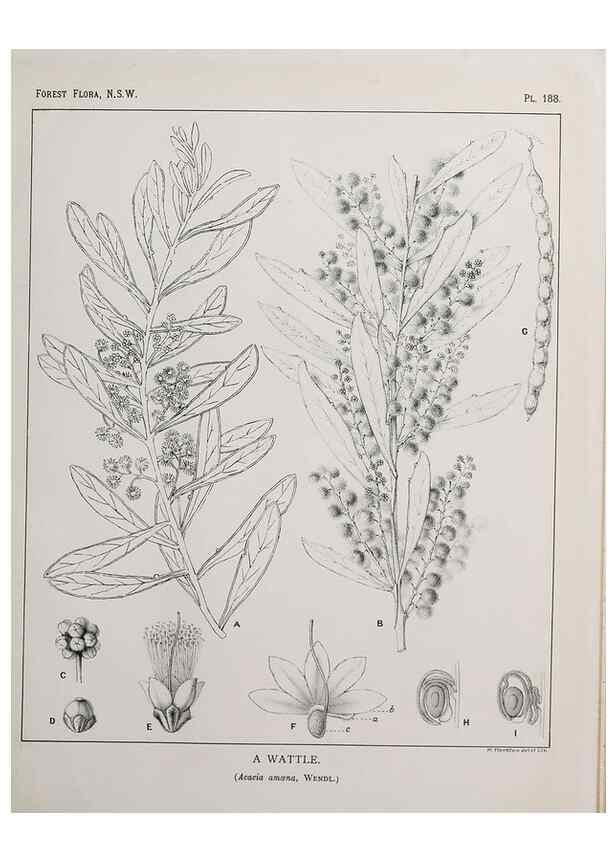 Reproducción/Reproduction 31989588187: The forest flora of New South Wales /. Sydney :W. A. Gullick,1902-1925.. 