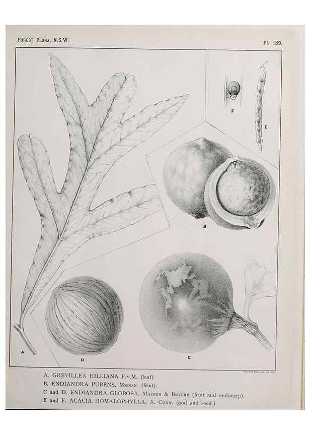 Reproducción/Reproduction 46016573735: The forest flora of New South Wales /. Sydney :W. A. Gullick,1902-1925.. 