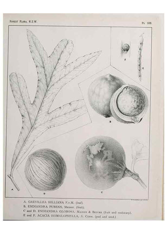 Reproducción/Reproduction 46016573735: The forest flora of New South Wales /. Sydney :W. A. Gullick,1902-1925.. 