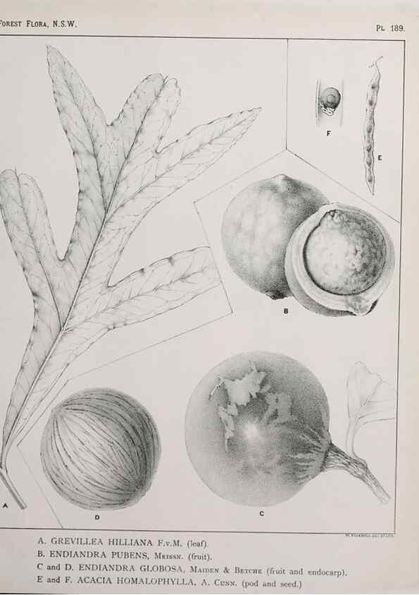 Reproducción/Reproduction 46016573735: The forest flora of New South Wales /. Sydney :W. A. Gullick,1902-1925.. 