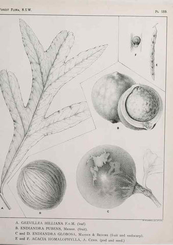Reproducción/Reproduction 46016573735: The forest flora of New South Wales /. Sydney :W. A. Gullick,1902-1925.. 
